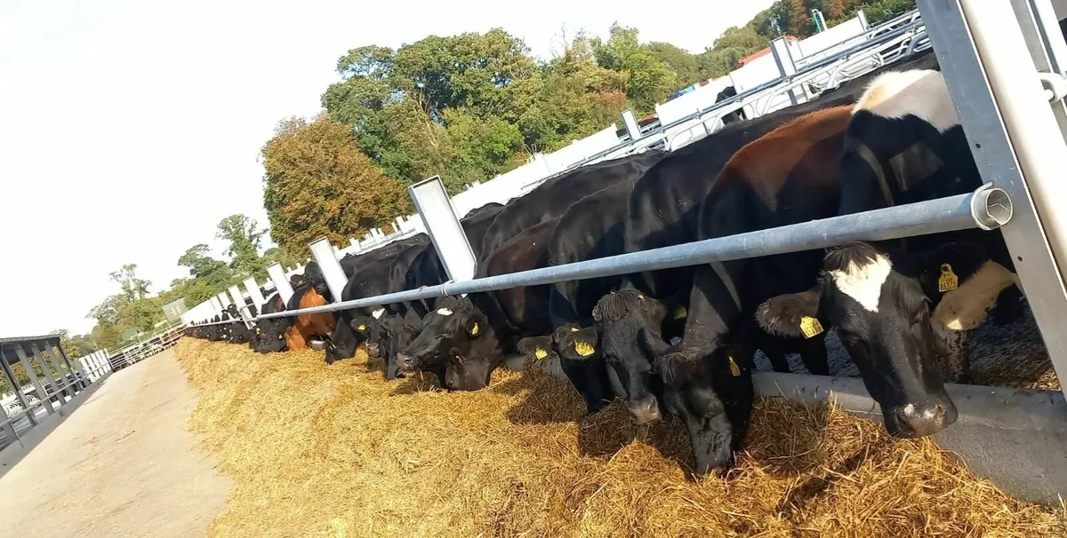 Skilled Herd Manager Required - Image 2