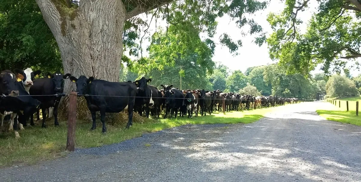 Skilled Herd Manager Required - Image 1