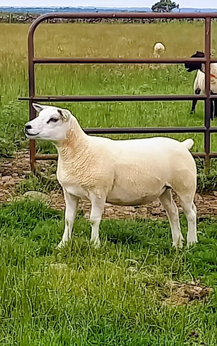 Texel x ewe hoggets (Dysart) - Image 1