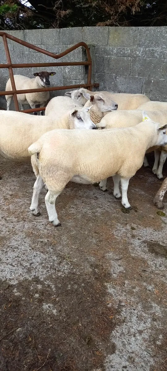 Texel x ewe hoggets (Dysart) - Image 4