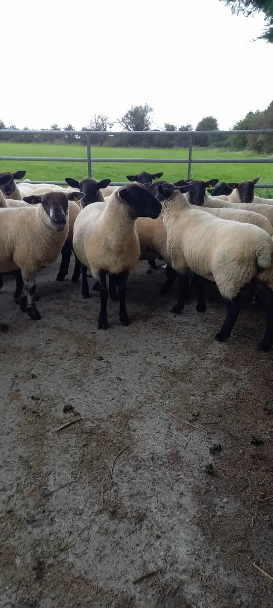 Ewe Hoggets (Dysart) - Image 2