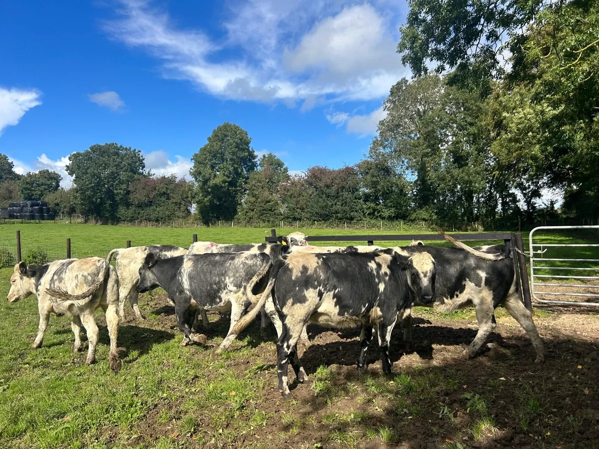 8 super 430 kg 5 star Belgian blue heifers - Image 1