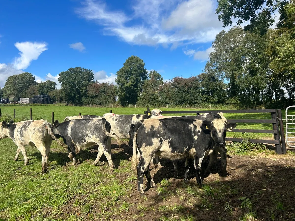 8 super 430 kg 5 star Belgian blue heifers - Image 2