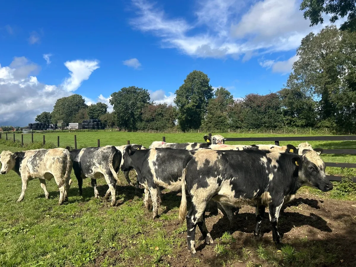 8 super 430 kg 5 star Belgian blue heifers - Image 3
