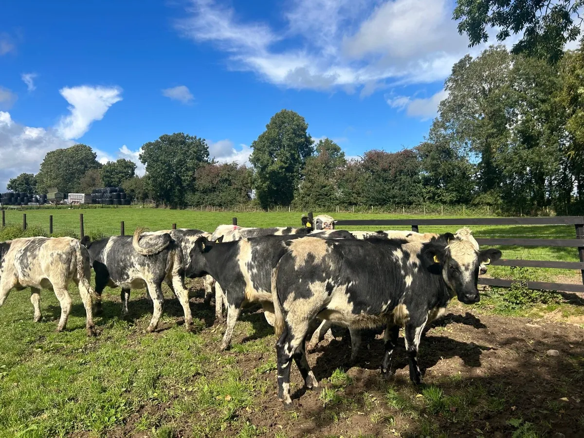 8 super 430 kg 5 star Belgian blue heifers - Image 4