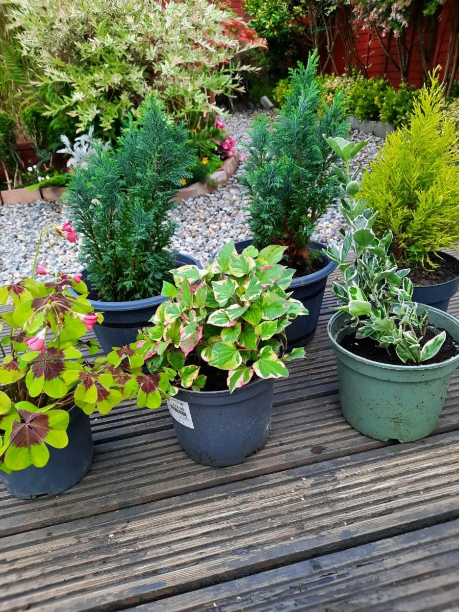 Evergreen shrubs - Image 2