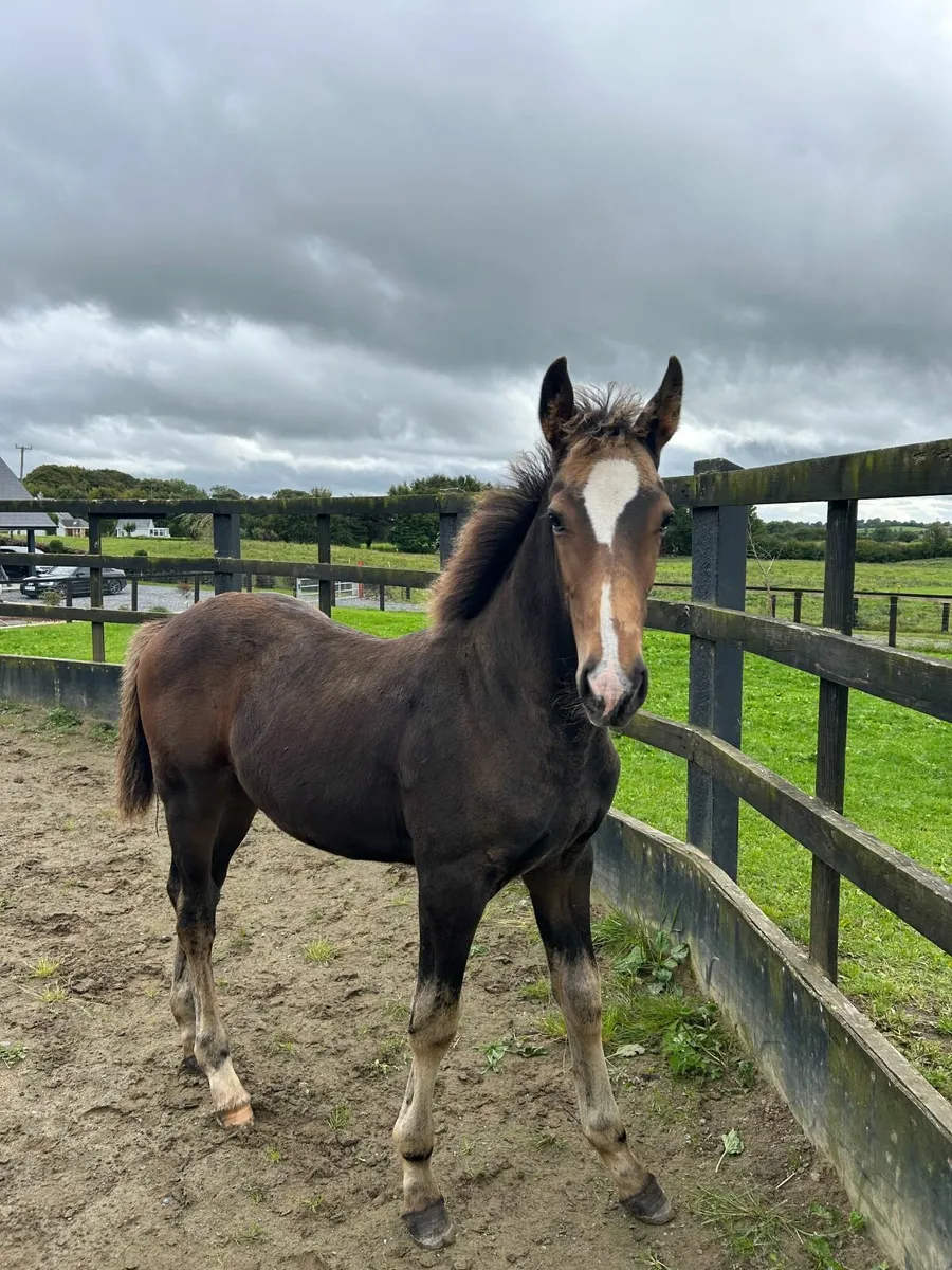 Colt Foal - Image 1