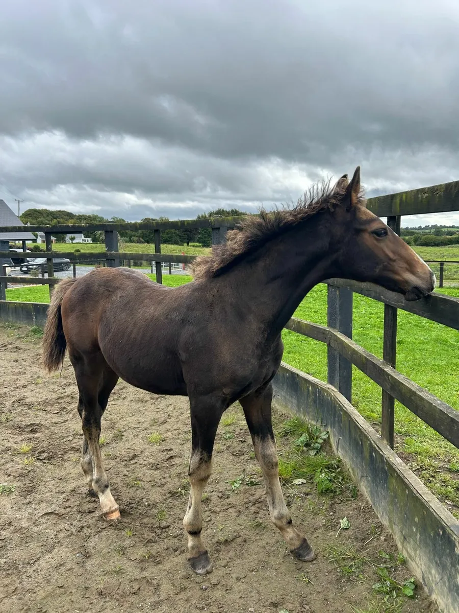 Colt Foal - Image 2