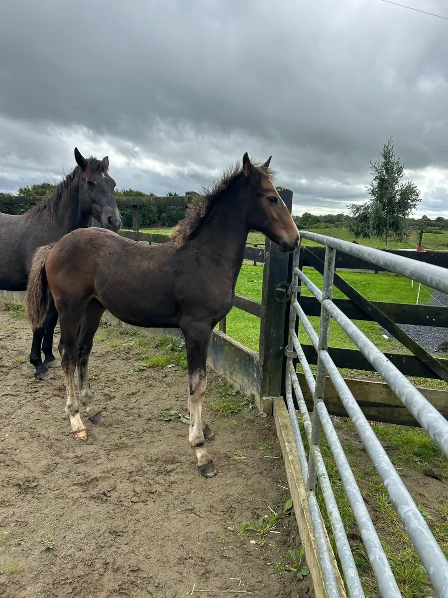 Colt Foal - Image 3