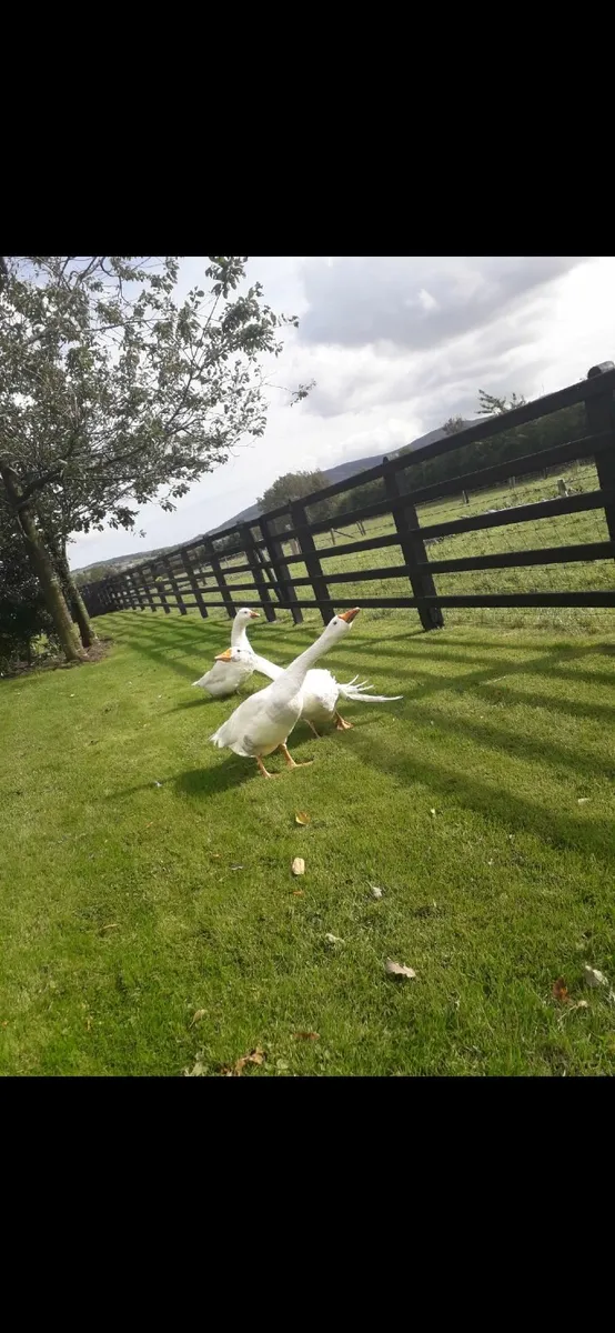 Geese - Image 1