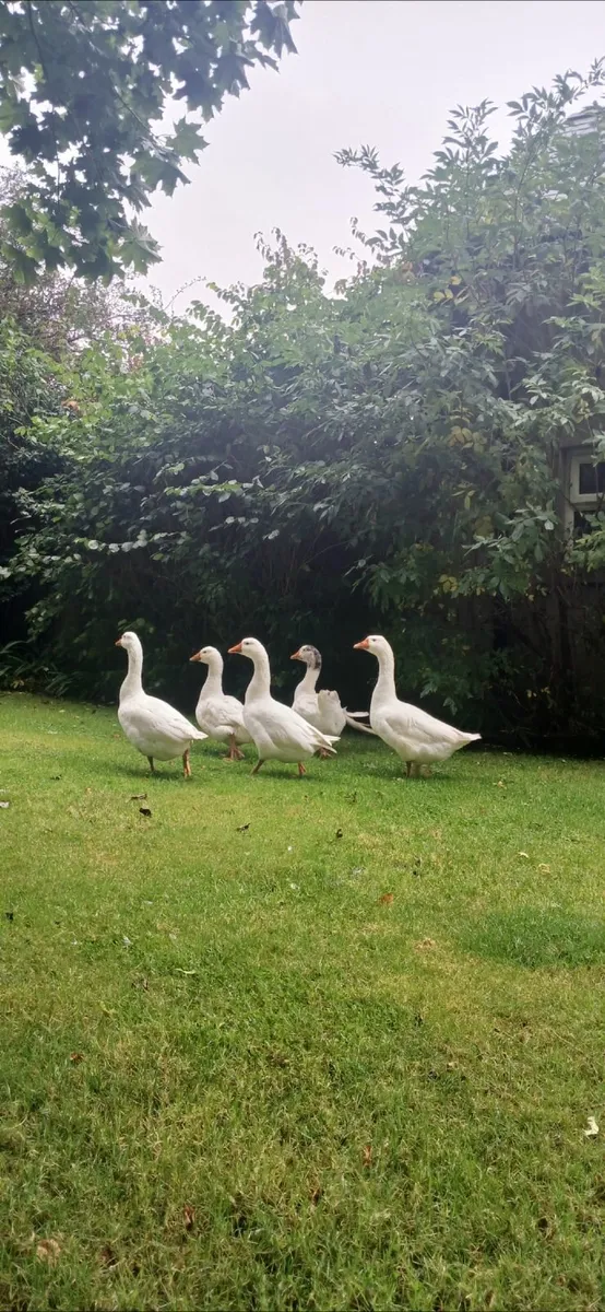 Geese - Image 2