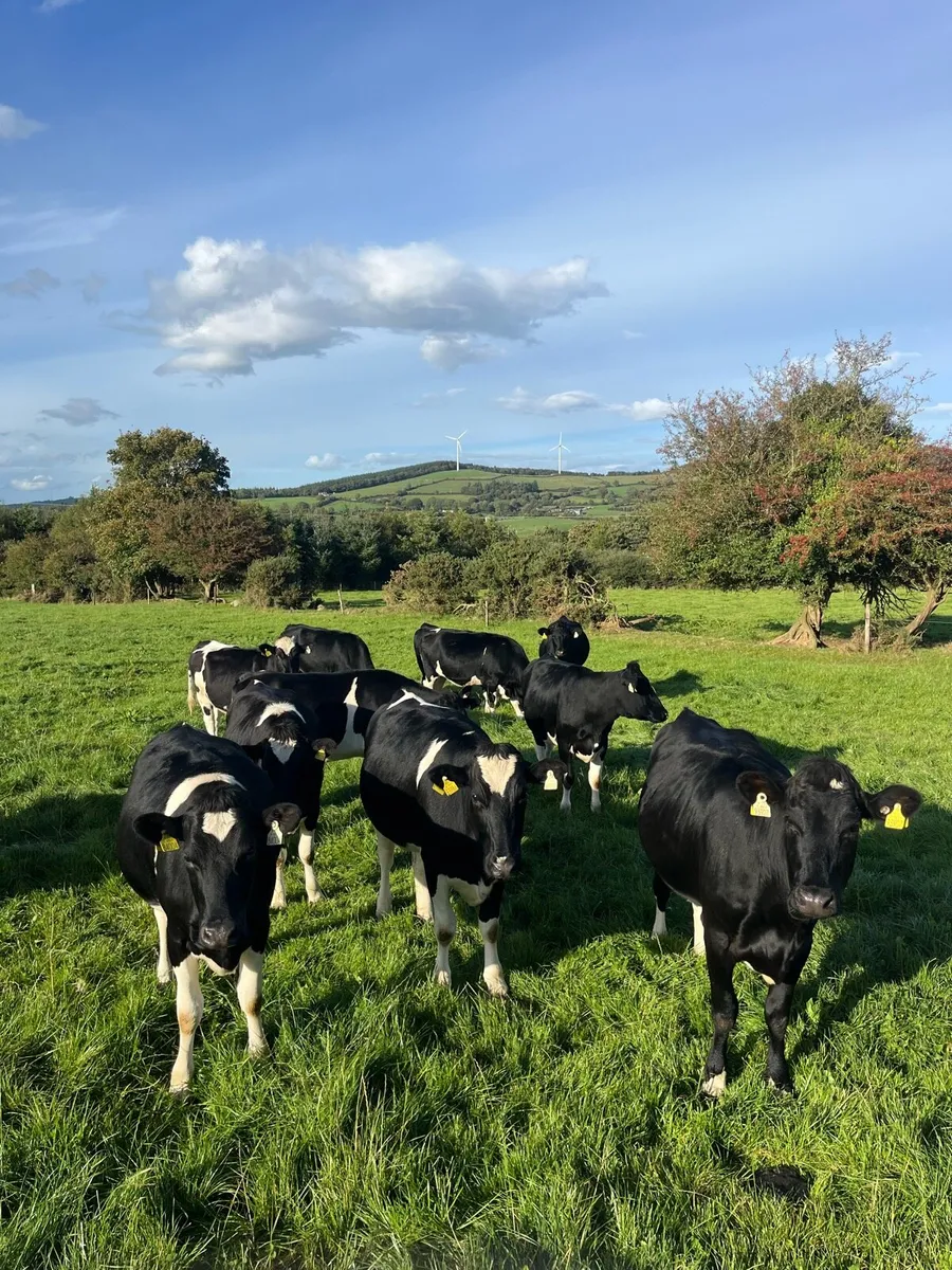 25 Incalf Pedigree Holstein Heifers - Image 1