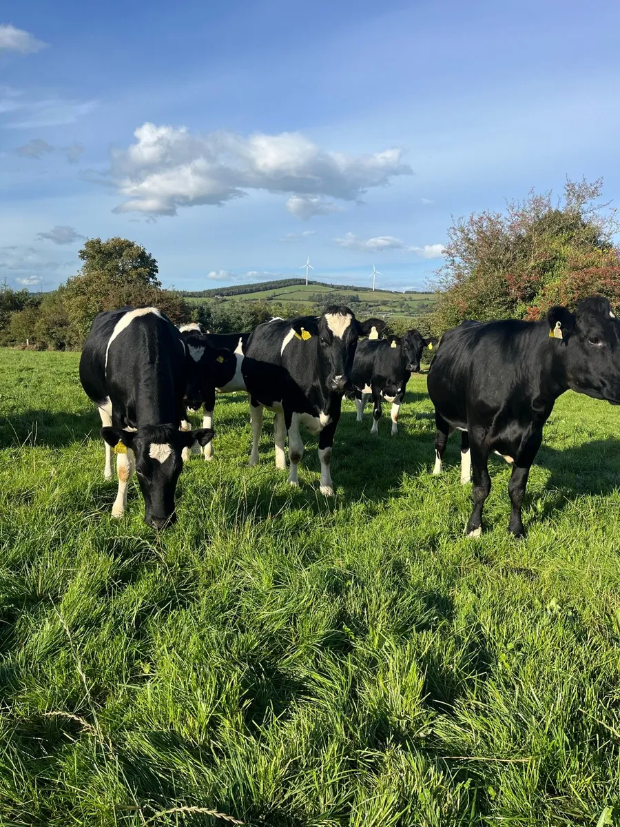 25 Incalf Pedigree Holstein Heifers - Image 2
