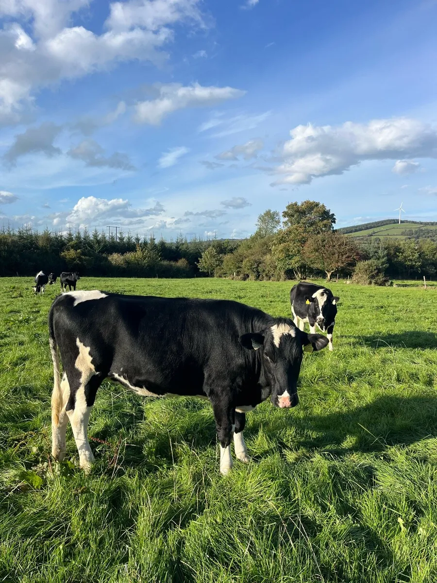 25 Incalf Pedigree Holstein Heifers - Image 3