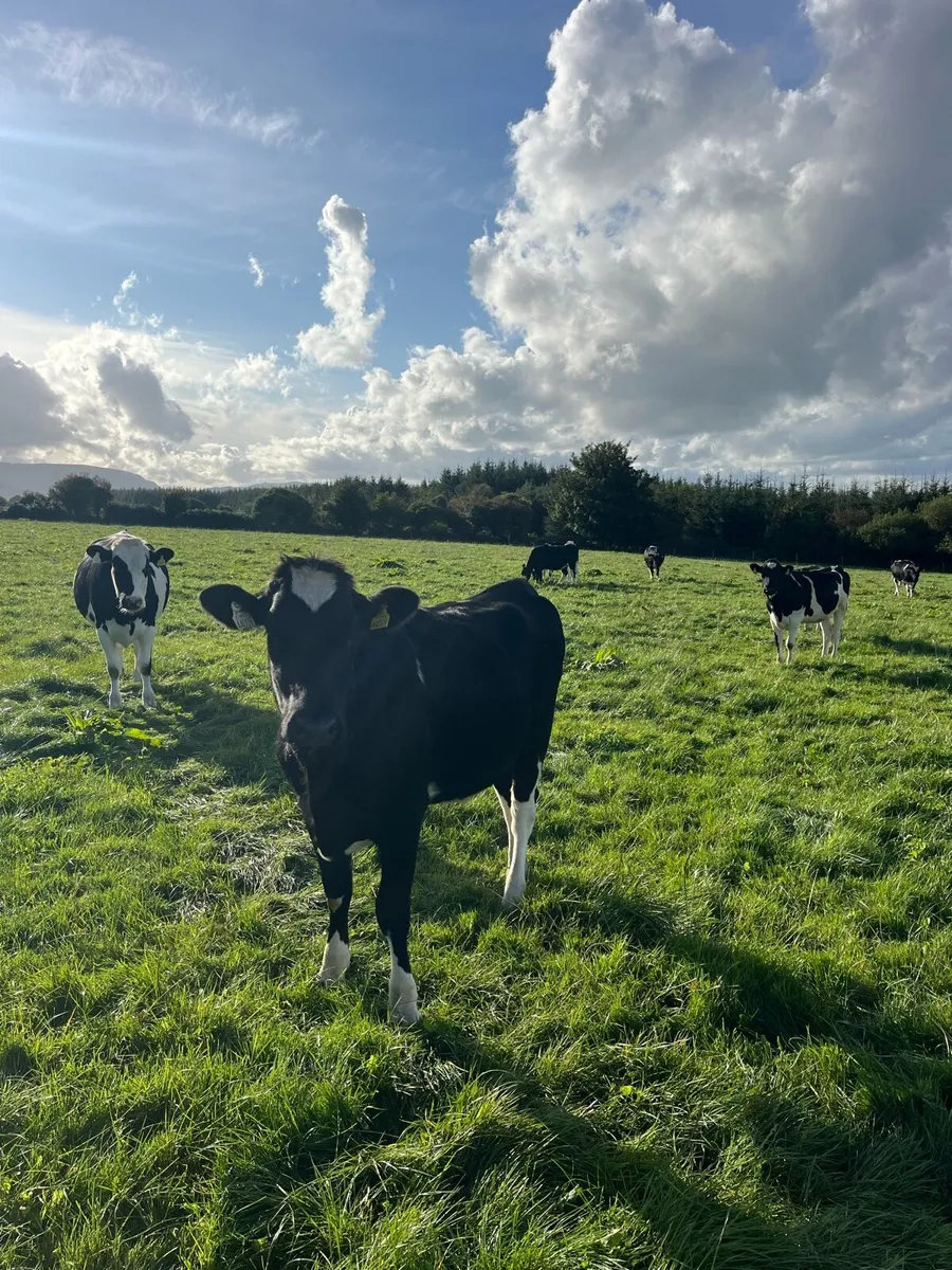 25 Incalf Pedigree Holstein Heifers - Image 4