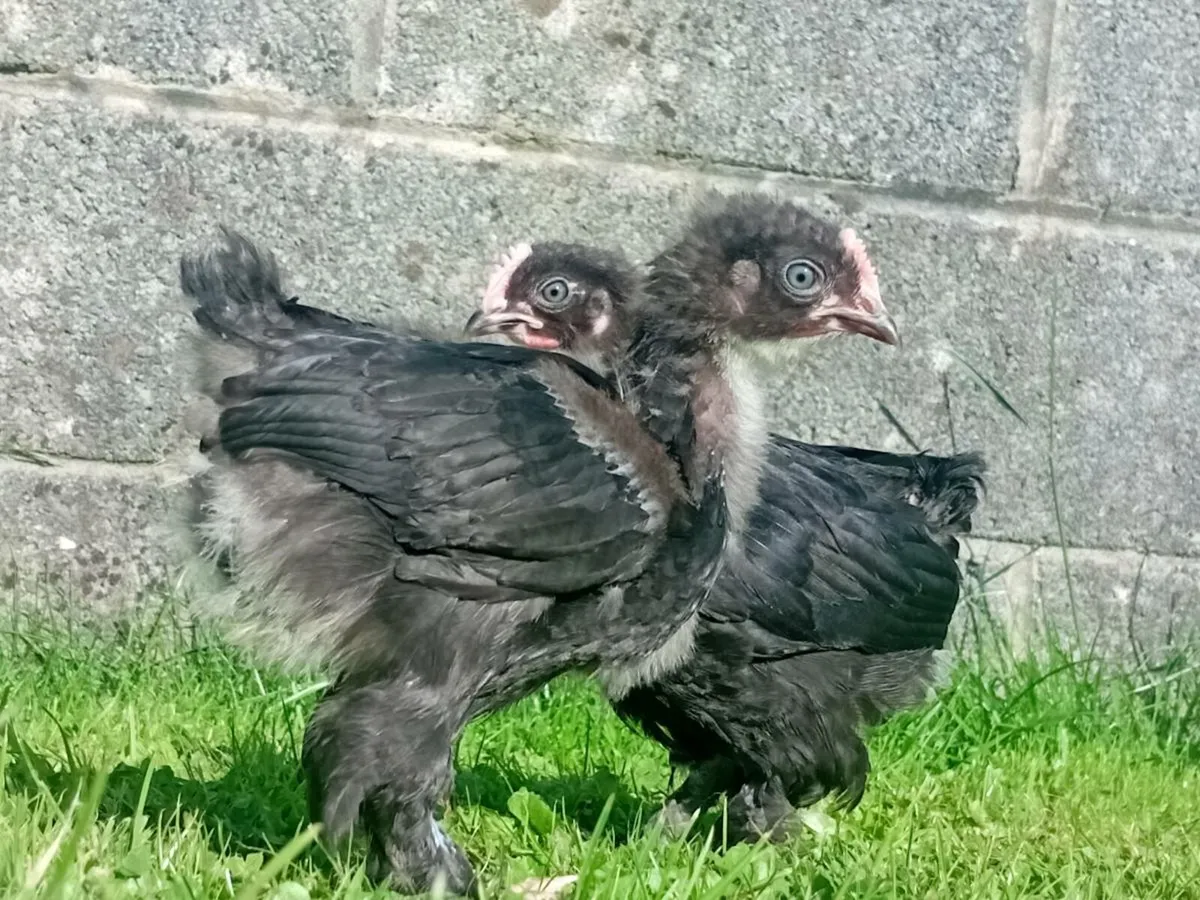 Poultry - Image 2