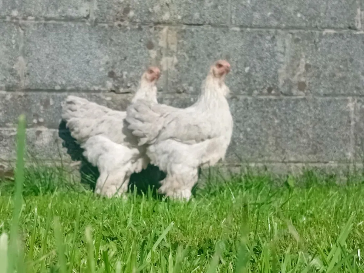 Poultry - Image 3