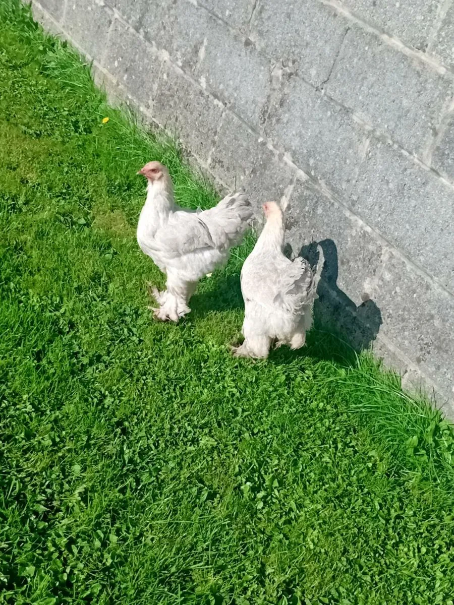 Poultry - Image 4