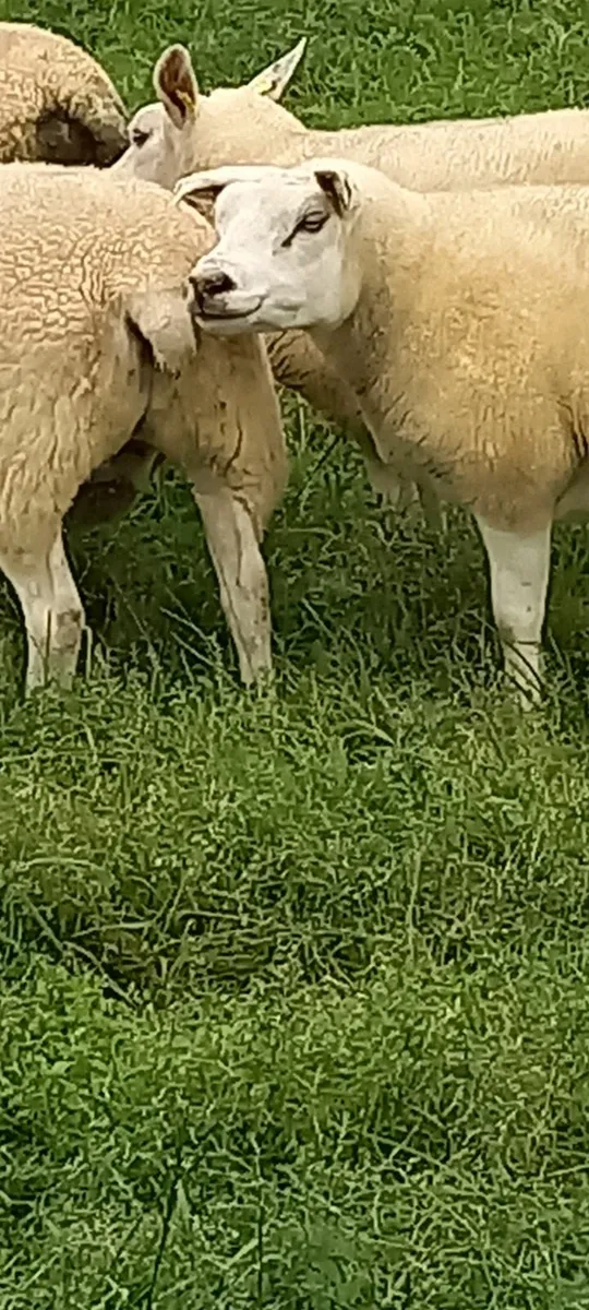 Ballinasloe Mart 18 Sept Texel x hogget's - Image 3