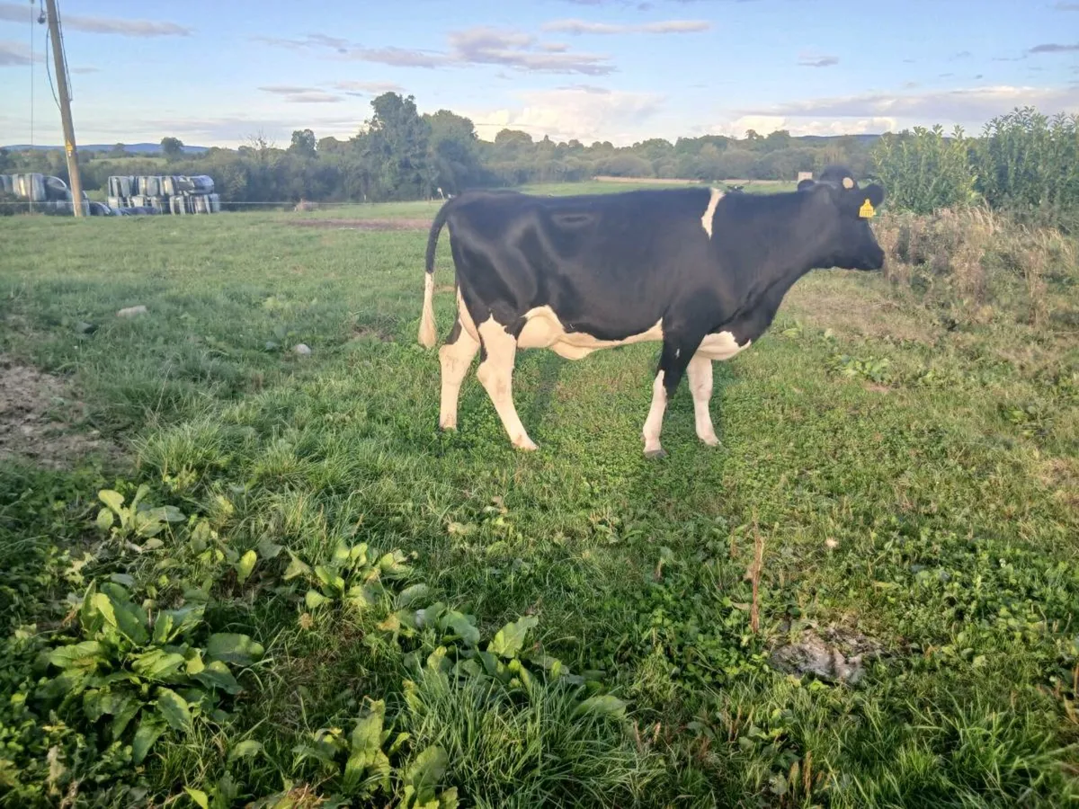 Calved fresian heifer - Image 1