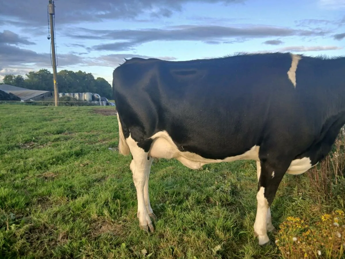 Calved fresian heifer - Image 2