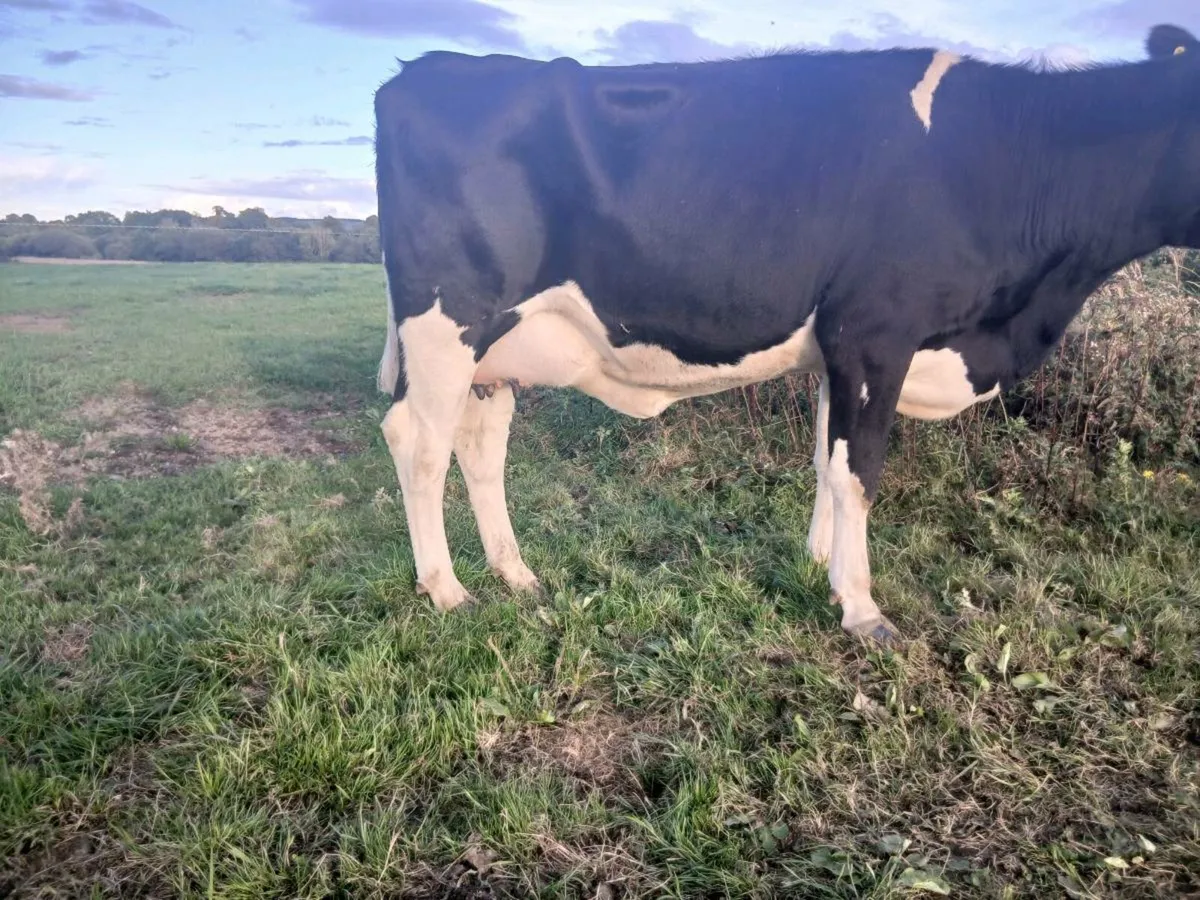 Calved fresian heifer - Image 3