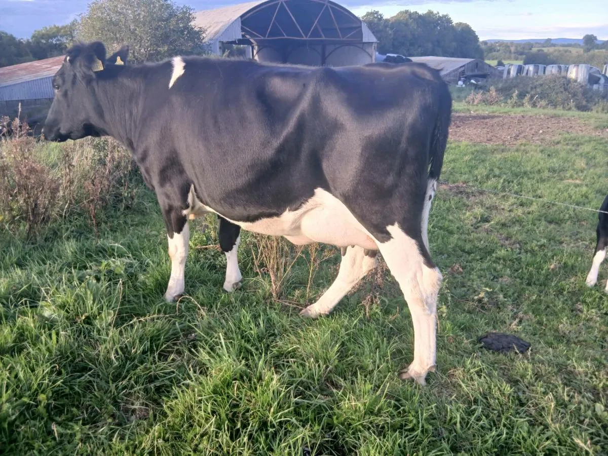 Calved fresian heifer - Image 4