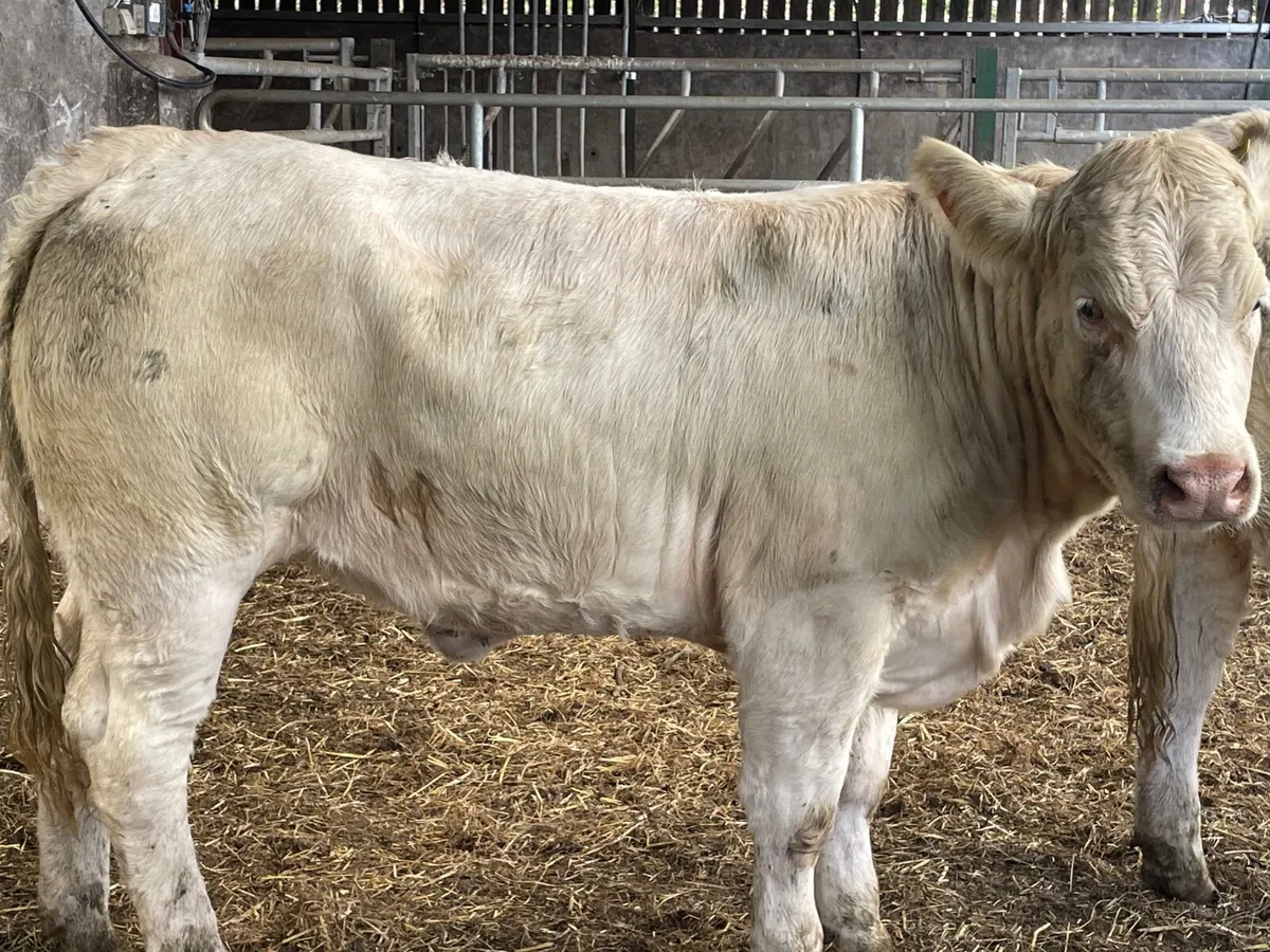 2 super PBR 5 star Charlie heifers - Image 1