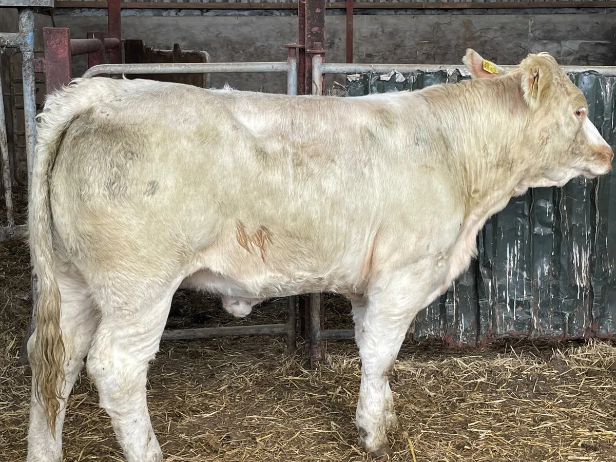 2 super PBR 5 star Charlie heifers - Image 2