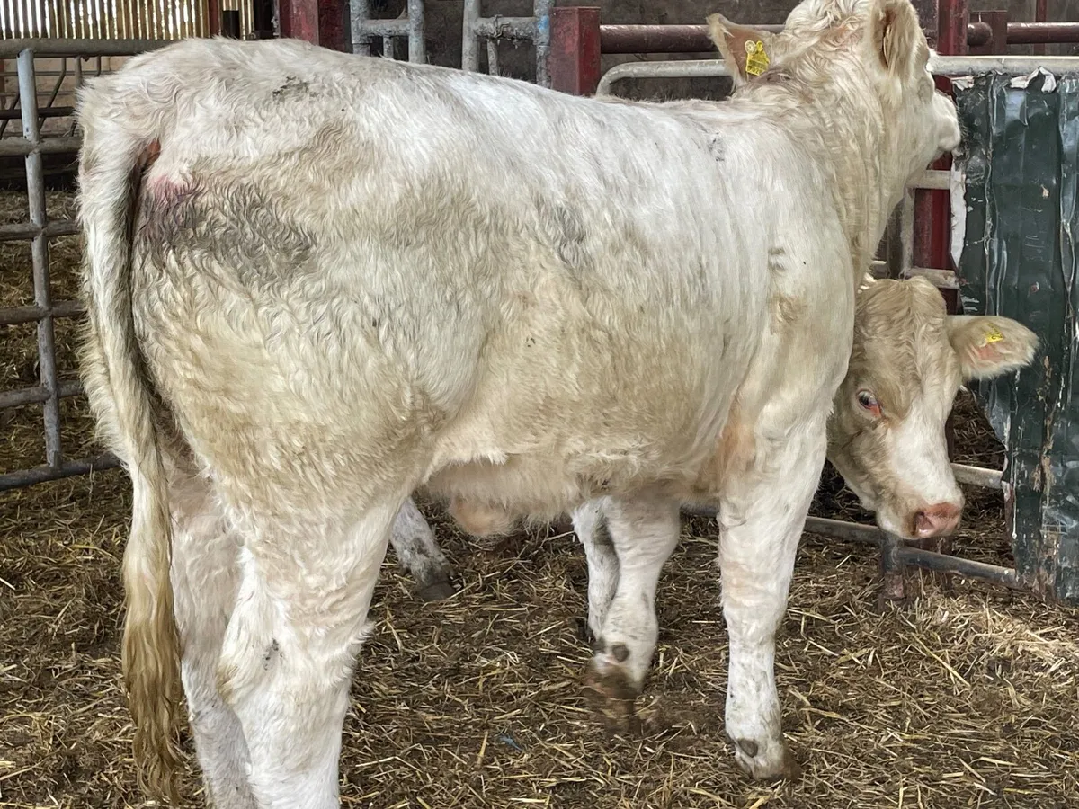 2 super PBR 5 star Charlie heifers - Image 3