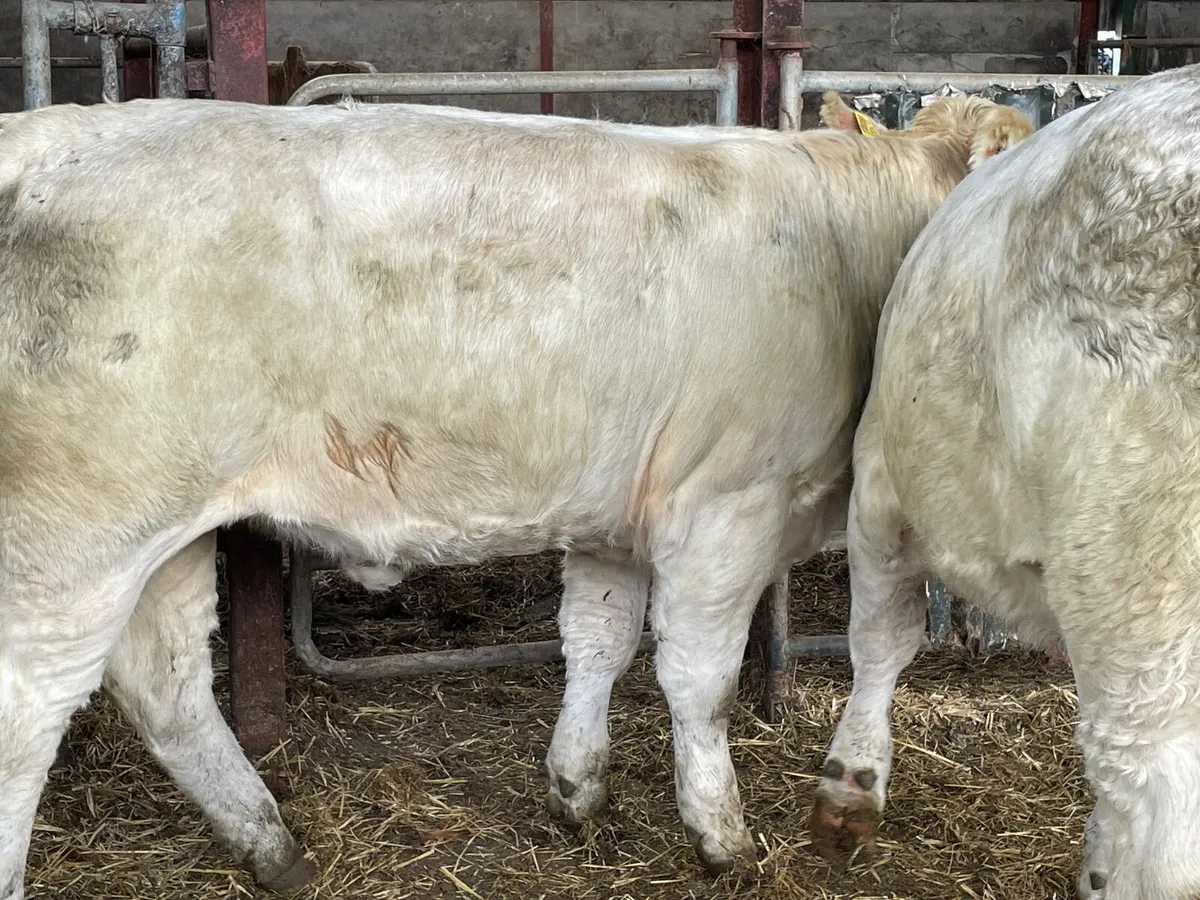 2 super PBR 5 star Charlie heifers - Image 4