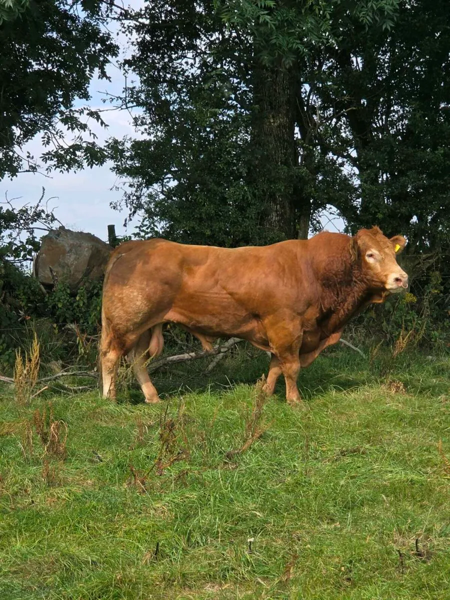Pedigree limousine bull - Image 1