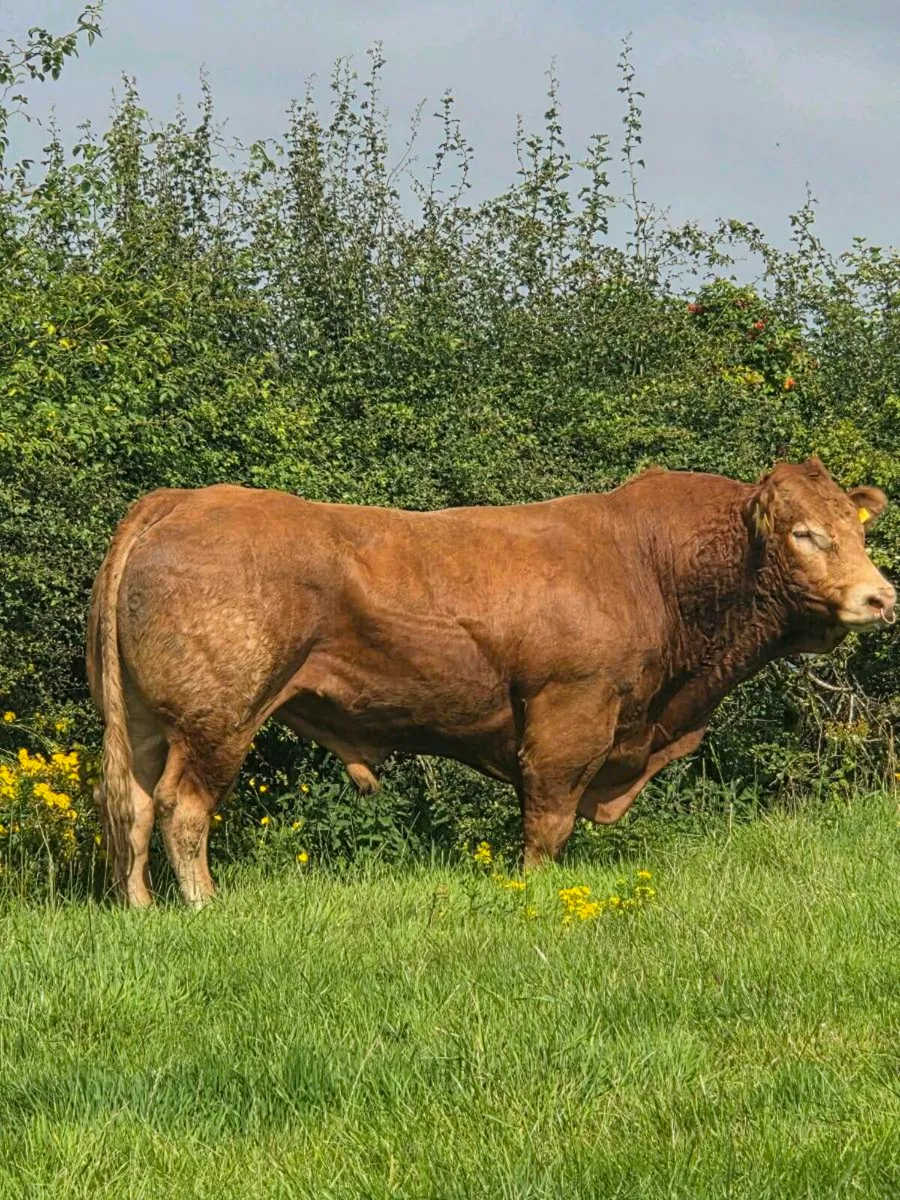 Pedigree limousine bull - Image 3