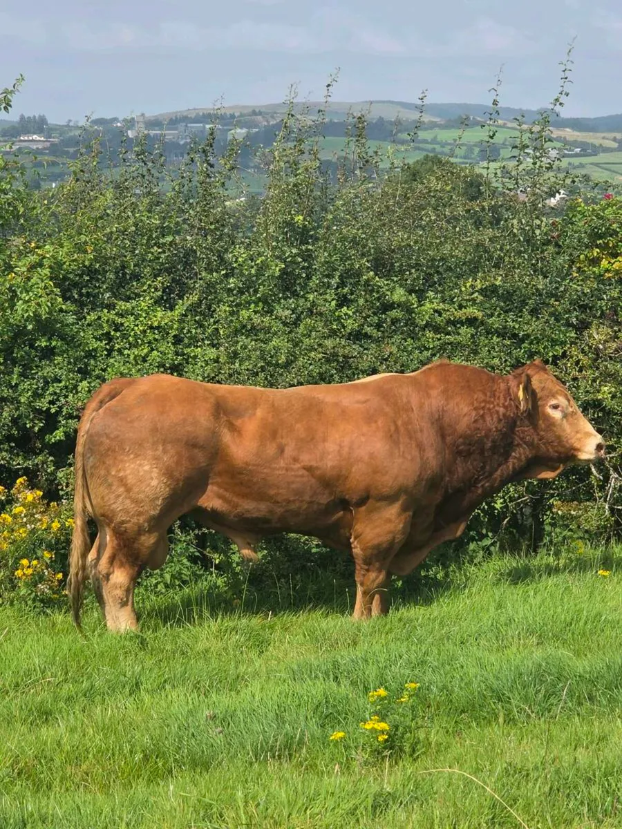 Pedigree limousine bull - Image 4