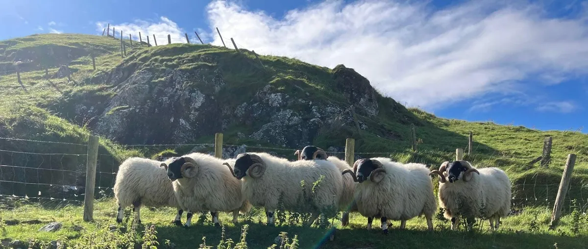 SIS Approved Blackfaced Shearlings - Image 3