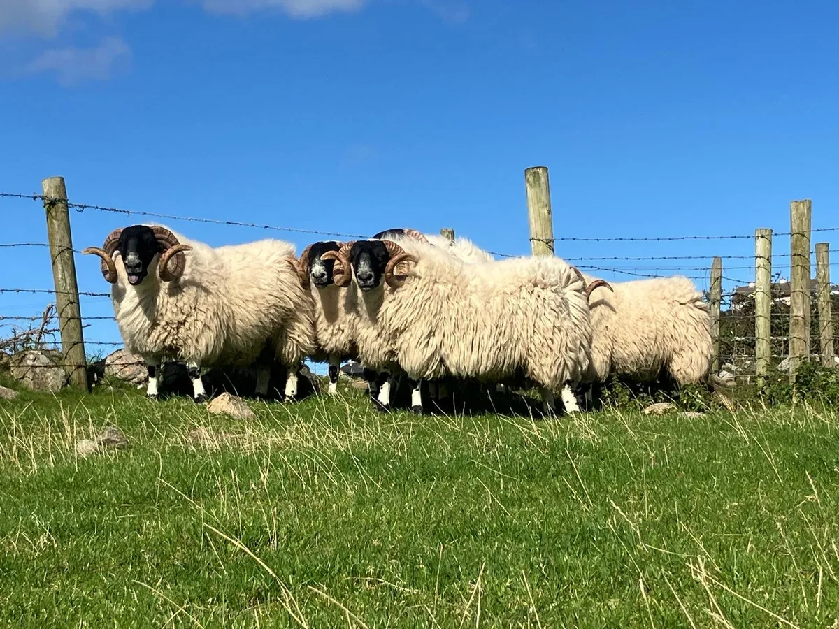 SIS Approved Blackfaced Shearlings - Image 2