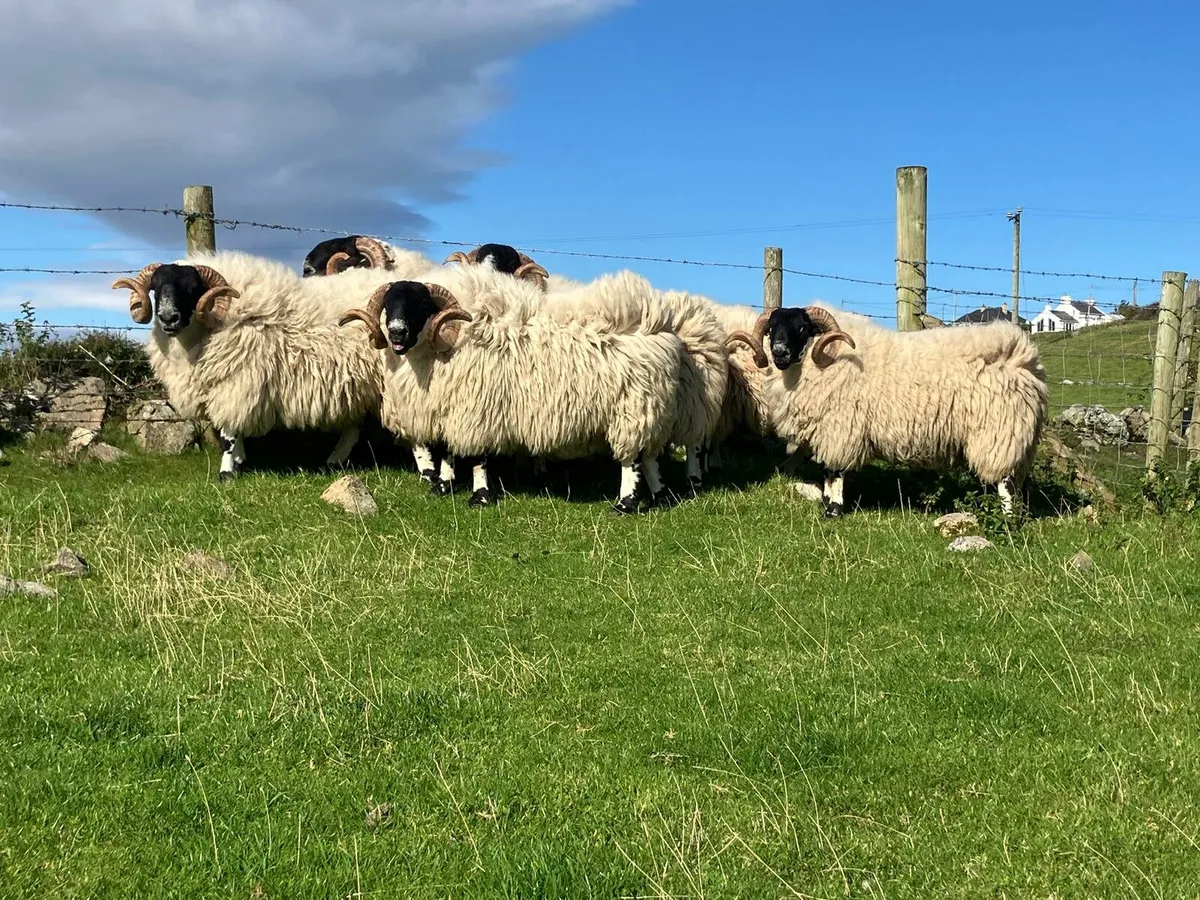 SIS Approved Blackfaced Shearlings - Image 1