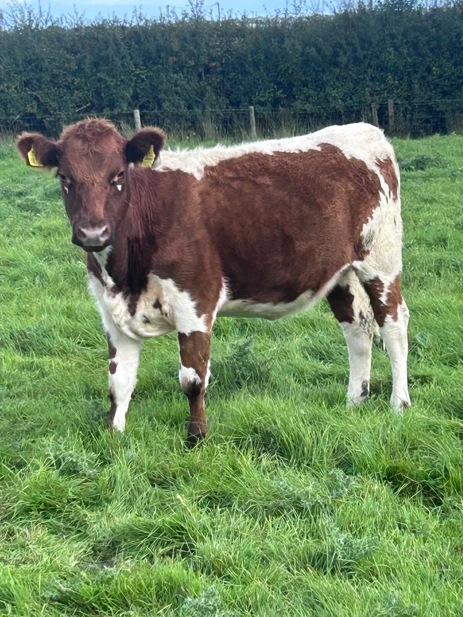Irish Moiled heifers - Image 1
