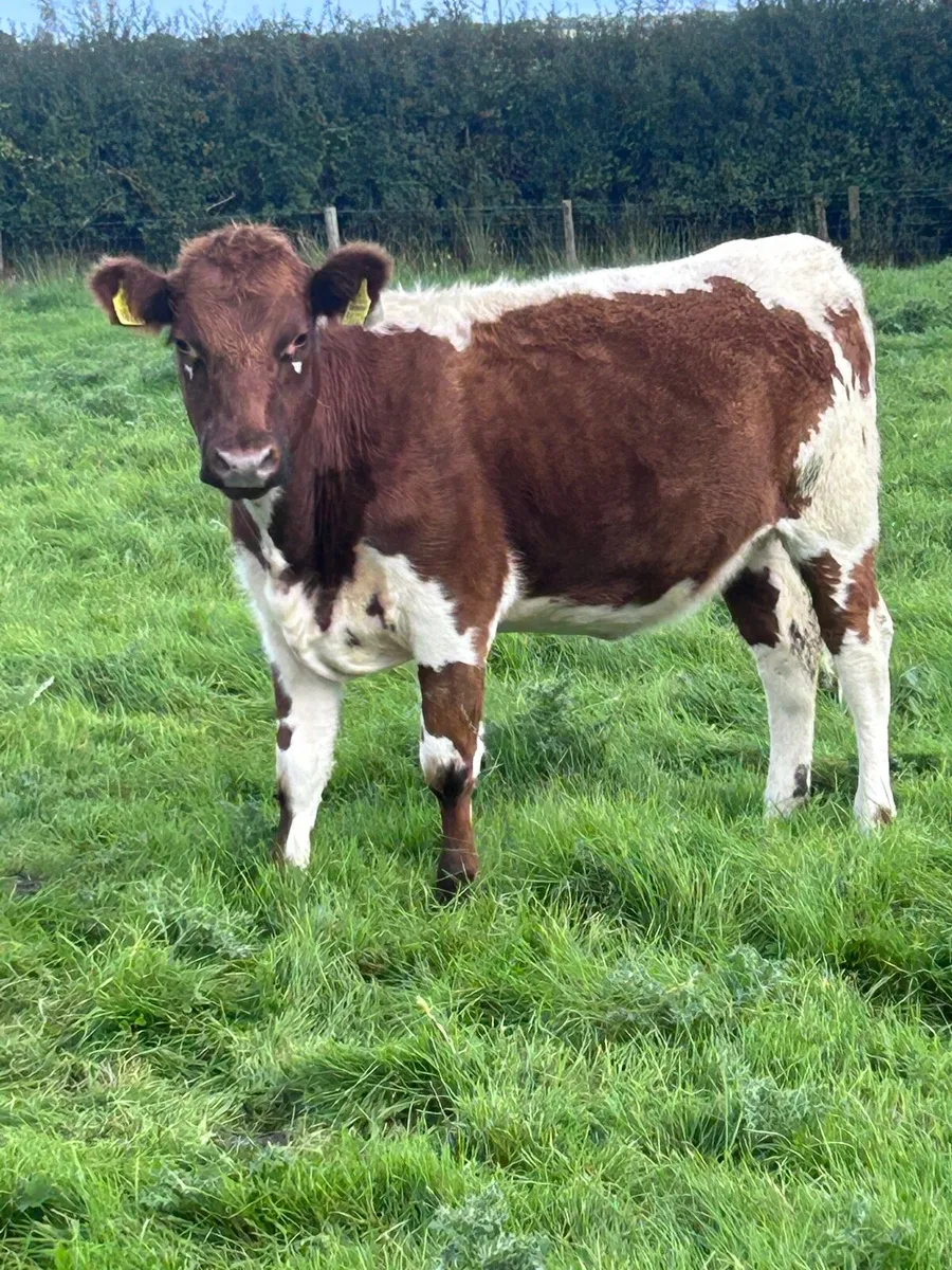 Irish Moiled heifers - Image 2