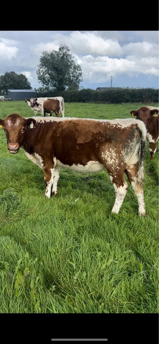 Irish Moiled heifers - Image 3
