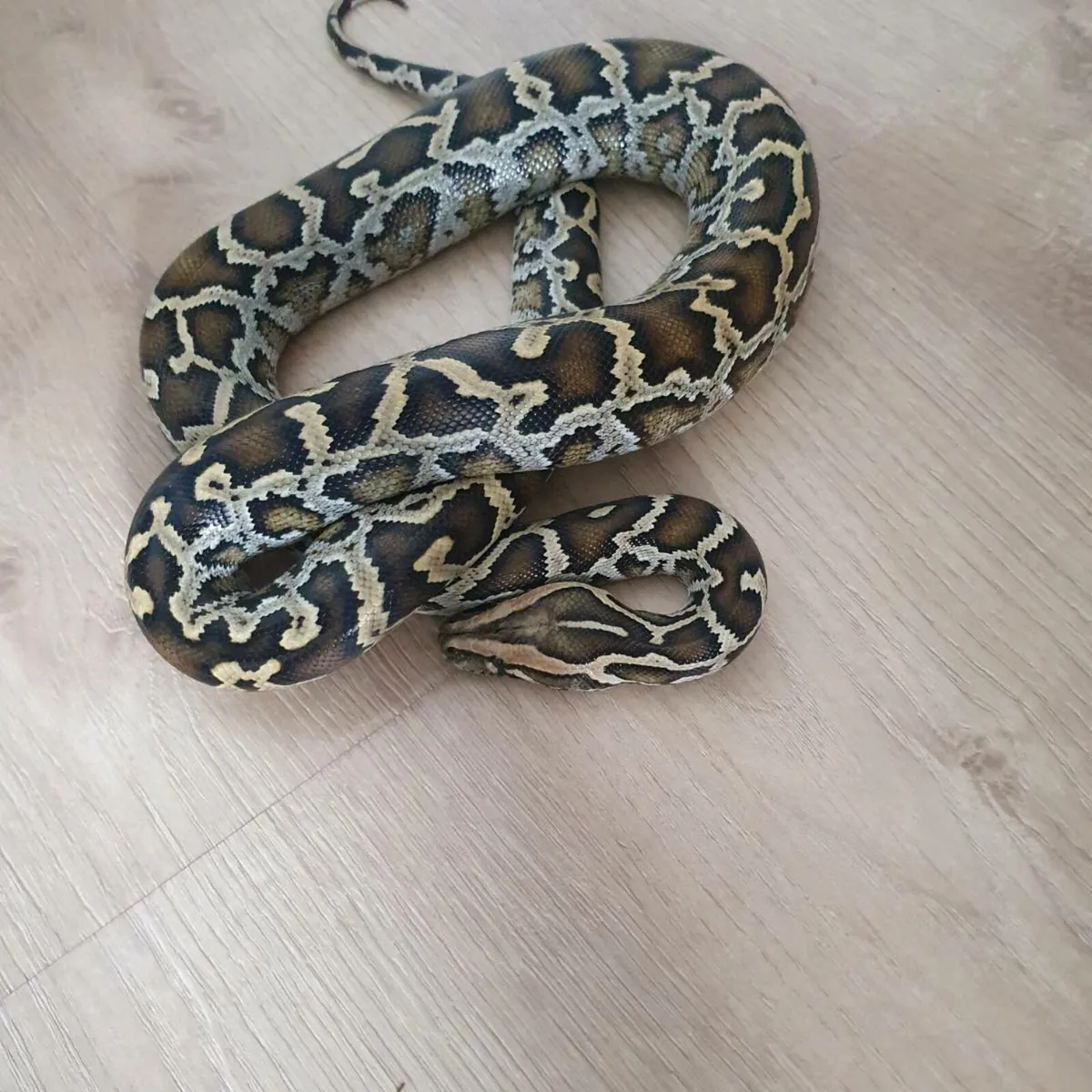 Normal Burmese python - Image 1