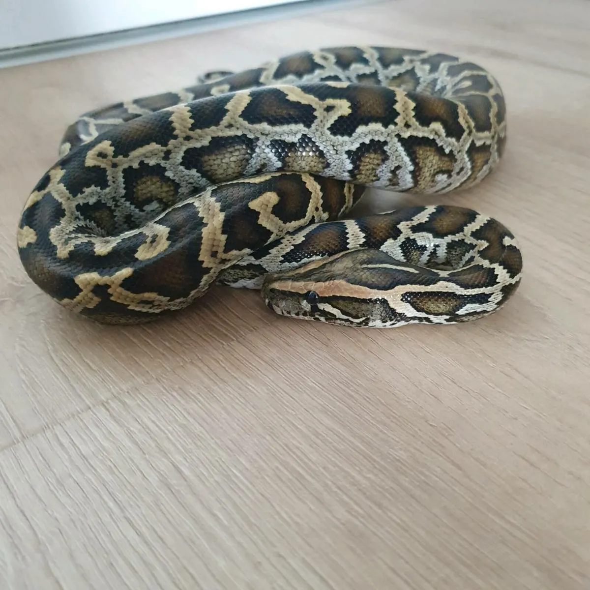 Normal Burmese python - Image 2