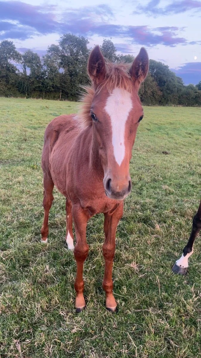 Rich History Colt - Image 2