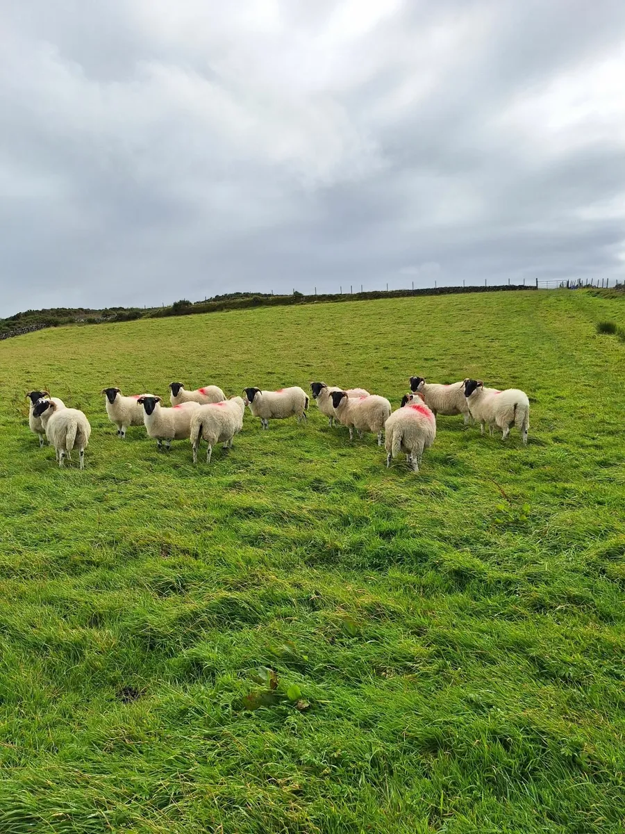 Hoggets - Image 1