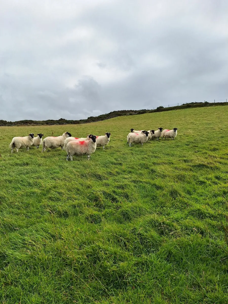 Hoggets - Image 2