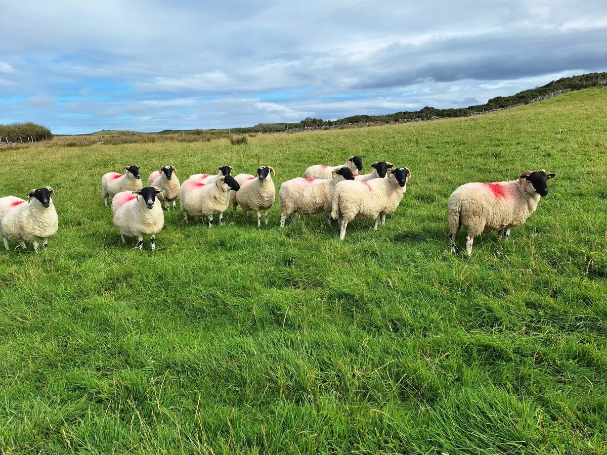 Hoggets - Image 3