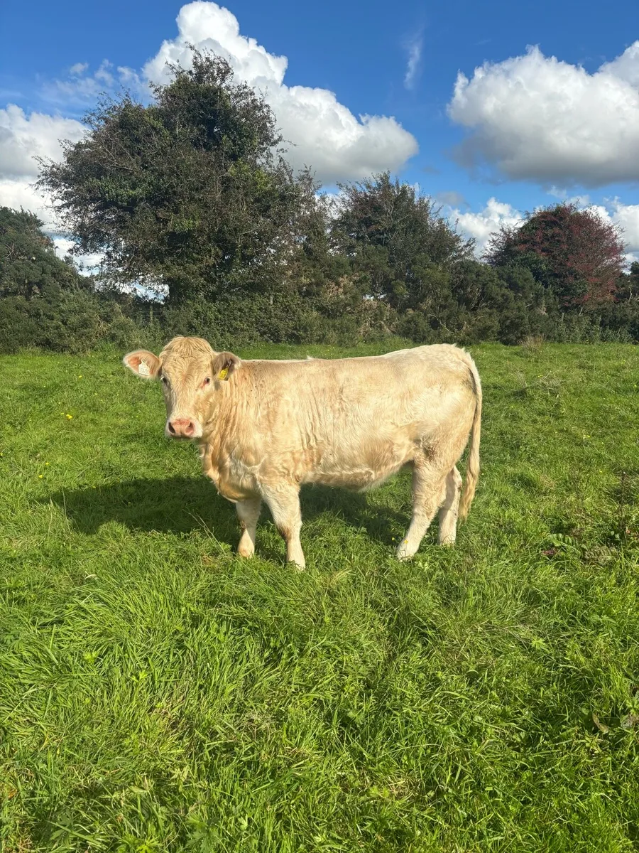 6 2nd year in conversion organic heifers - Image 1
