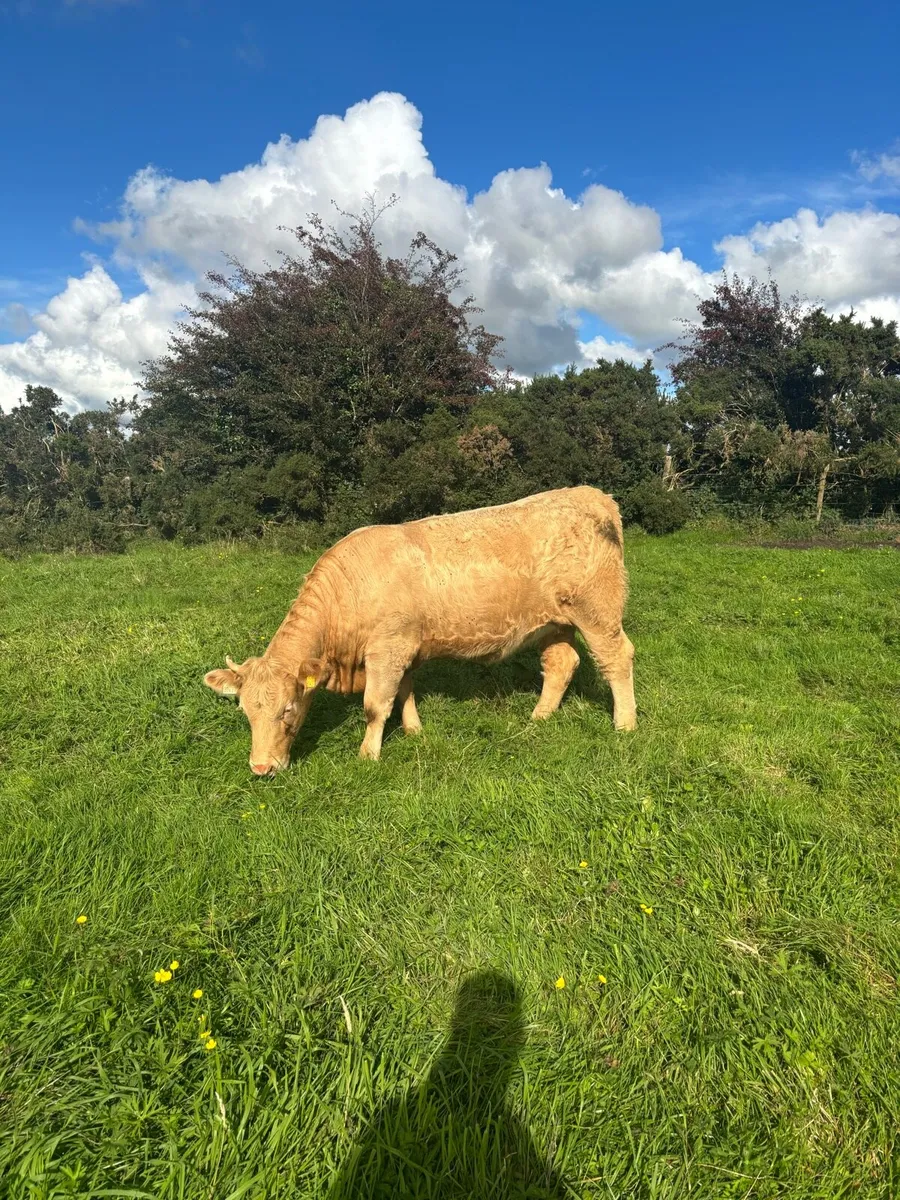 6 2nd year in conversion organic heifers - Image 2