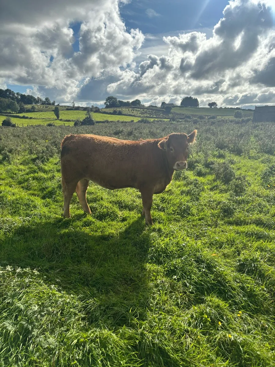 6 2nd year in conversion organic heifers - Image 3