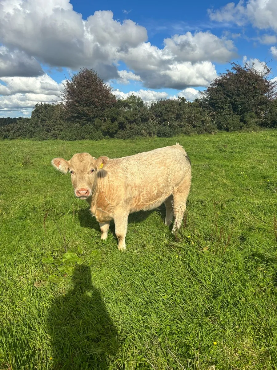 6 2nd year in conversion organic heifers - Image 4